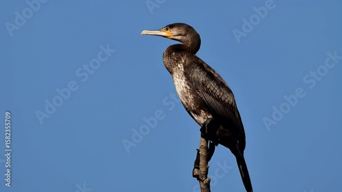 Wallpaper Mural A cormorant (Phalacrocorax carbo) standing on a branch. Torontodigital.ca