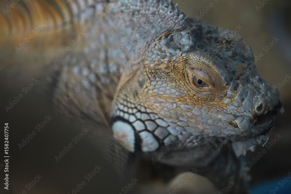 Fototapeta premium Close-up of a Vibrant Iguana with Detailed Scale Patterns in Natural Habitat