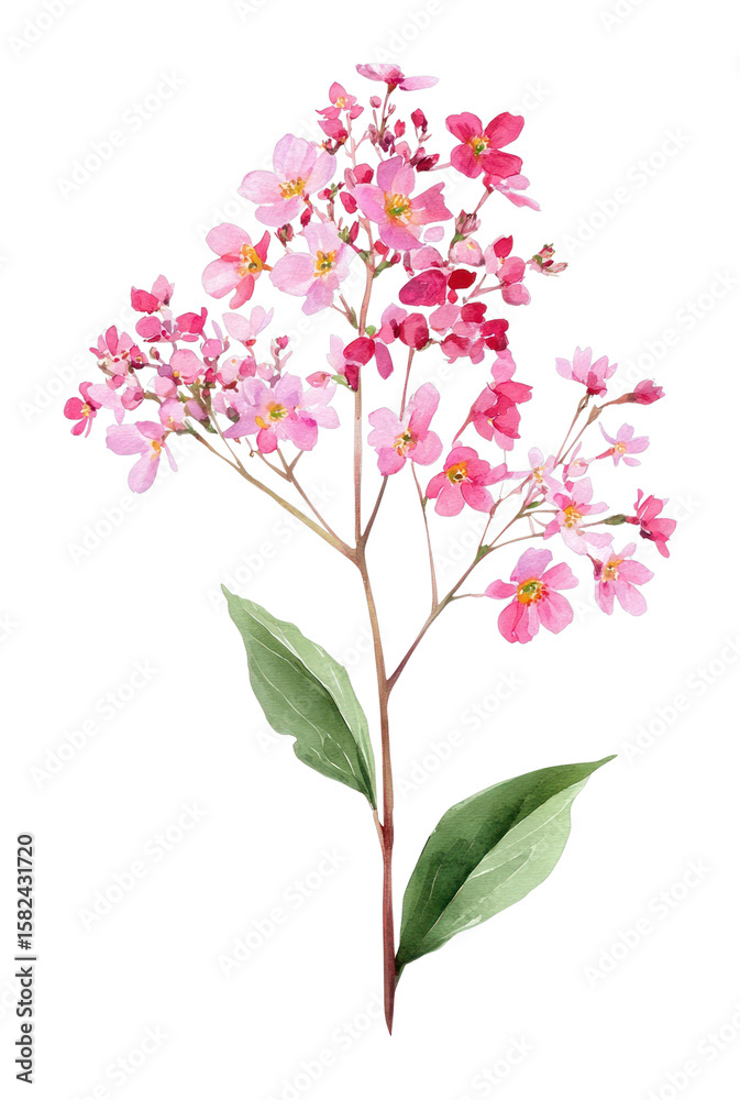 PNG A Ground Pink Elder flower wildflower clip art flowers illustration watercolor. PNG A Ground Pink Elder flower wildflower clip art flowers illustration watercolor.