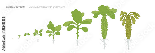 Brussels sprouts growth stages vector diagram