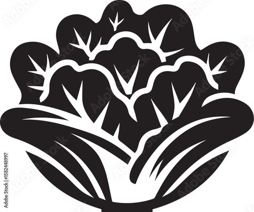 Bell Lettuce vegetable illustration