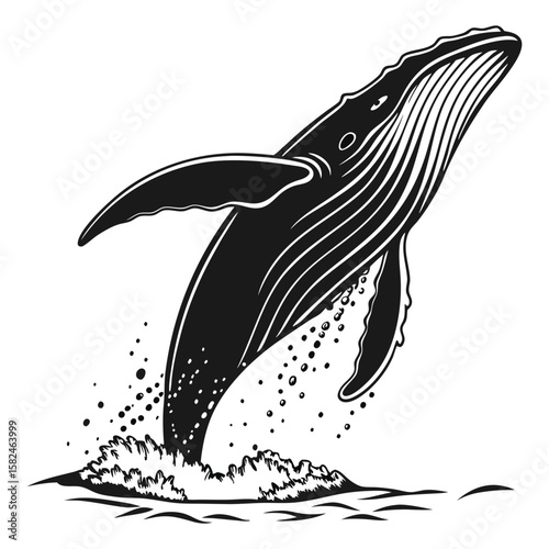 Whale breaching in black and white vector illustration