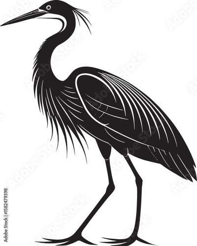 Black heron standing on white background bird black and white