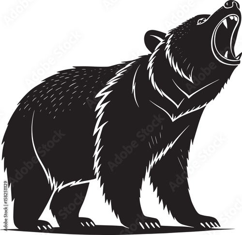 Black bear roaring with sharp teeth white animal