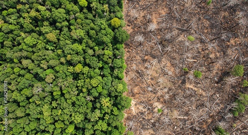 Aerial View of Deforestation and Forest Regrowth Showing Contrast Between Healthy Green Trees and Cleared Land