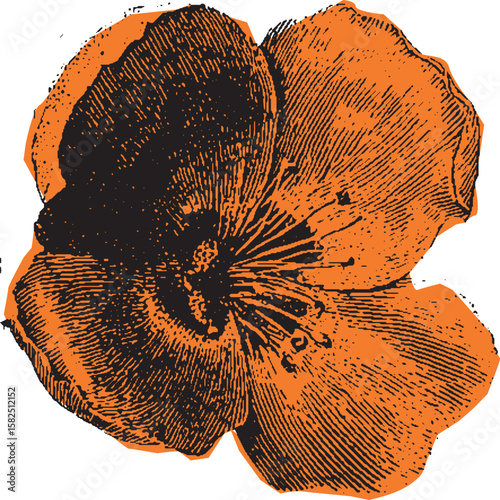 Botanical flower with detailed petals in vintage style. Orange graphic vector illustration, isolated and decorative.