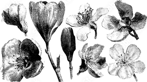 Set of botanical flower blossoms with petals and stems. Vintage black and white vector illustration, handdrawn and isolated.