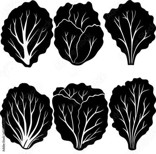 Black and white vector illustration of different kinds of lettuce with visible veins and leaves