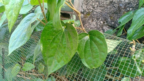 Fresh betel leaves with a glossy green surface, commonly used in traditional medicine, cultural rituals, and as a natural herbal remedy in many Asian countries.