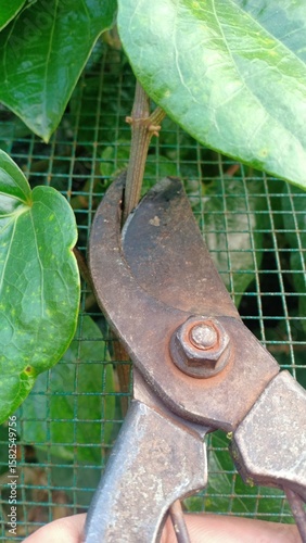 Fresh betel leaves with a glossy green surface, commonly used in traditional medicine, cultural rituals, and as a natural herbal remedy in many Asian countries.
