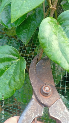 Fresh betel leaves with a glossy green surface, commonly used in traditional medicine, cultural rituals, and as a natural herbal remedy in many Asian countries.