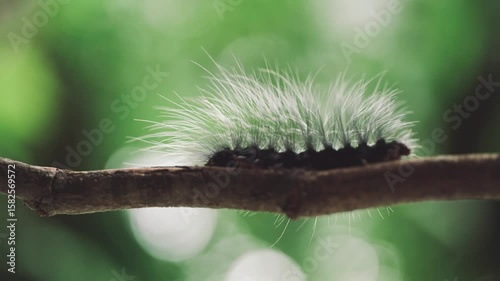 Closeup of a black caterpillar with long white hair crawling slowly on a tree branch in natural green forest background
