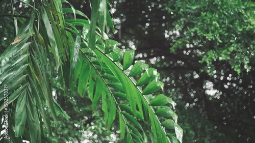 Close up of palm leaves swaying in the wind during heavy rain in a lush tropical forest atmosphere