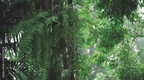 Fern leaves in a tropical forest get wet in the rain creating a peaceful rainy day atmosphere