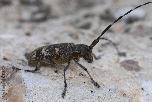 Tableau sur toile Closeup on a large European longhorn beetle, the Pine sawyer beetle, Monochamus