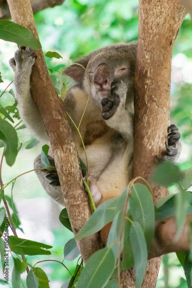 Fototapeta premium Cute Wild Koala munching leaves and sleeping on eucalyptus tree branches in a natural habitat during daylight hours in Australia. Wildlife Moment. Animal in Nature Close up.