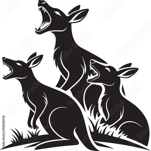 Three black kangaroos roaring animal wildlife