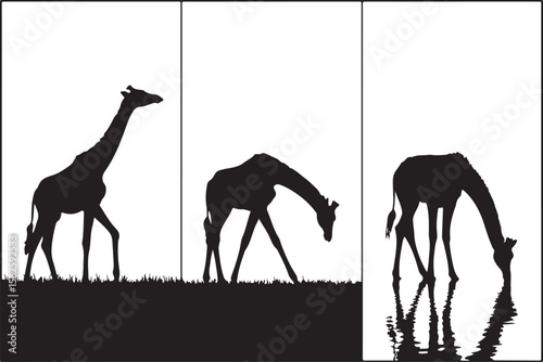 "Giraffe Trio in Silhouette"
"Elegant Giants in Harmony"
"Savanna Stroll: Giraffes in Black and White"