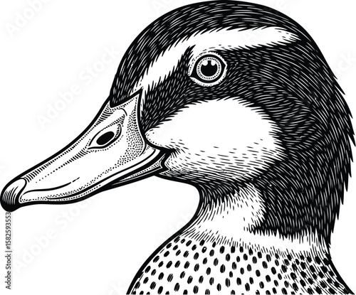 Detailed engraving showcases a duck head with intricate line work, perfect for nature illustrations and wildlife art projects.