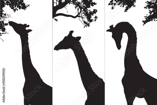 "Giraffe Trio in Silhouette"
"Elegant Giants in Harmony"
"Savanna Stroll: Giraffes in Black and White"