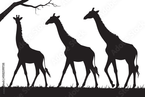 "Giraffe Trio in Silhouette"
"Elegant Giants in Harmony"
"Savanna Stroll: Giraffes in Black and White"