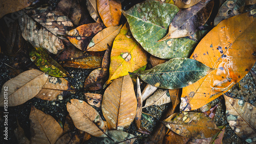 autumn leaves background