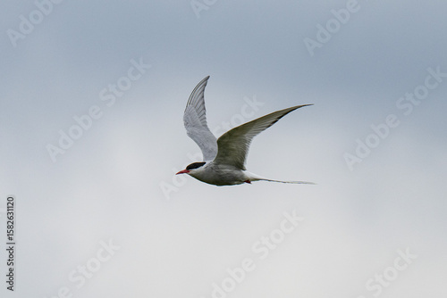 Arctic tern