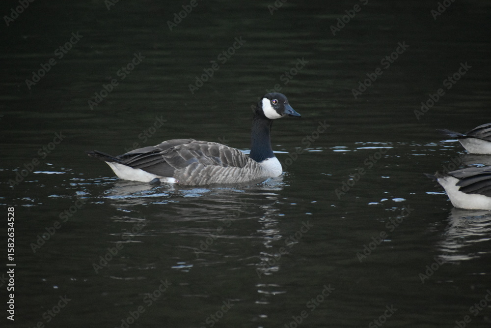 canada goose swimming in water canada goose swimming in water