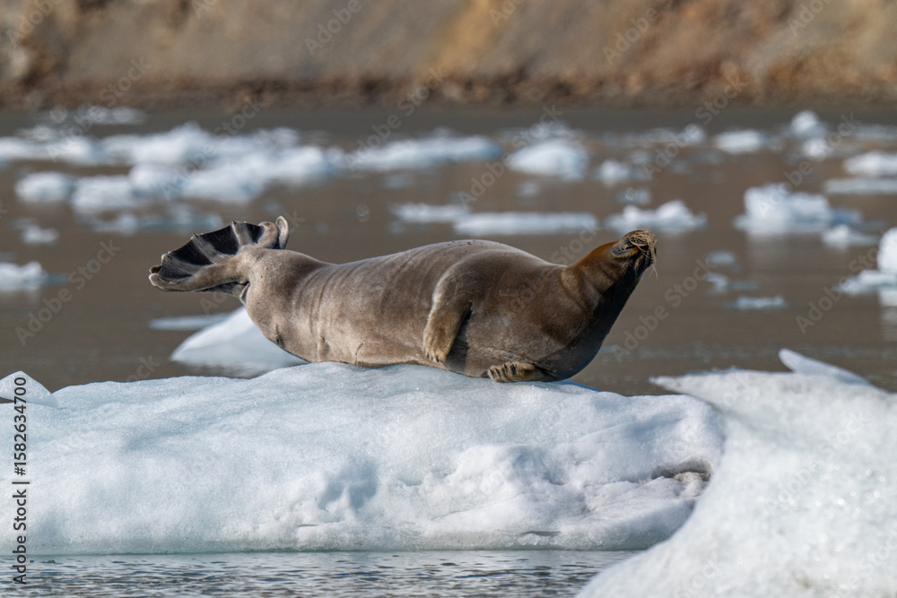 Fototapeta premium Bearded seal in the Arctic
