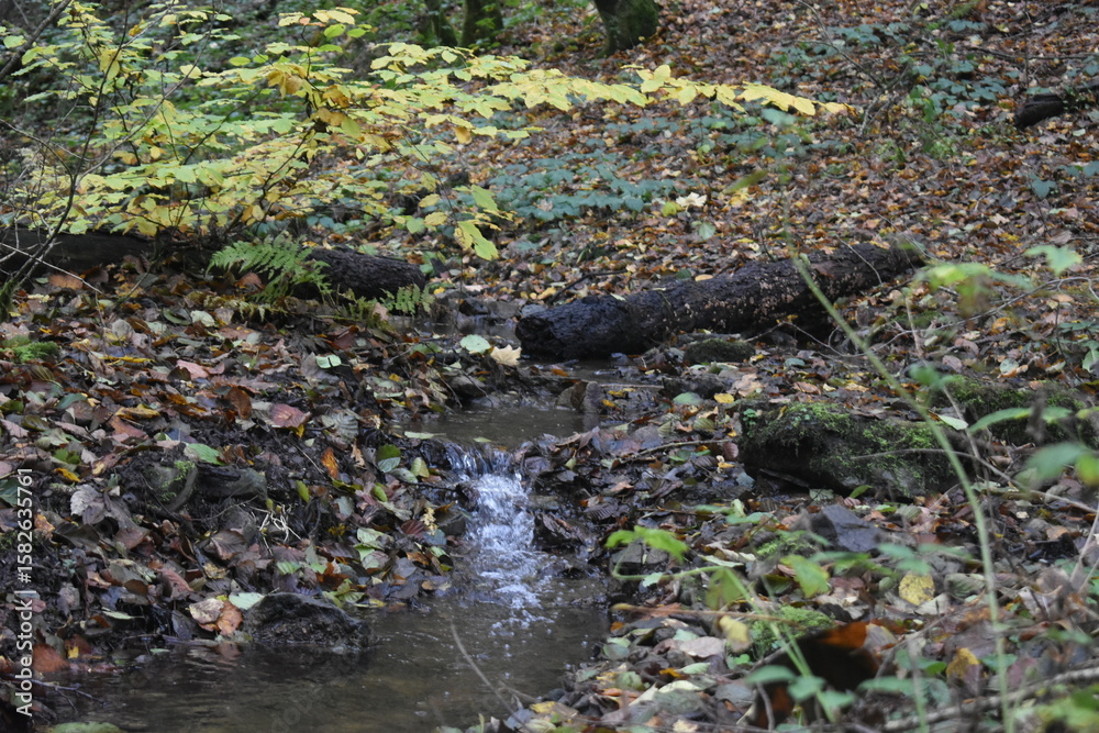 Trickling stream covered in colorful autumn leaves in a forest glade. Trickling stream covered in colorful autumn leaves in a forest glade.