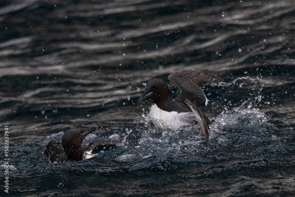 Obraz premium Birds and bird cliffs in the Arctic
