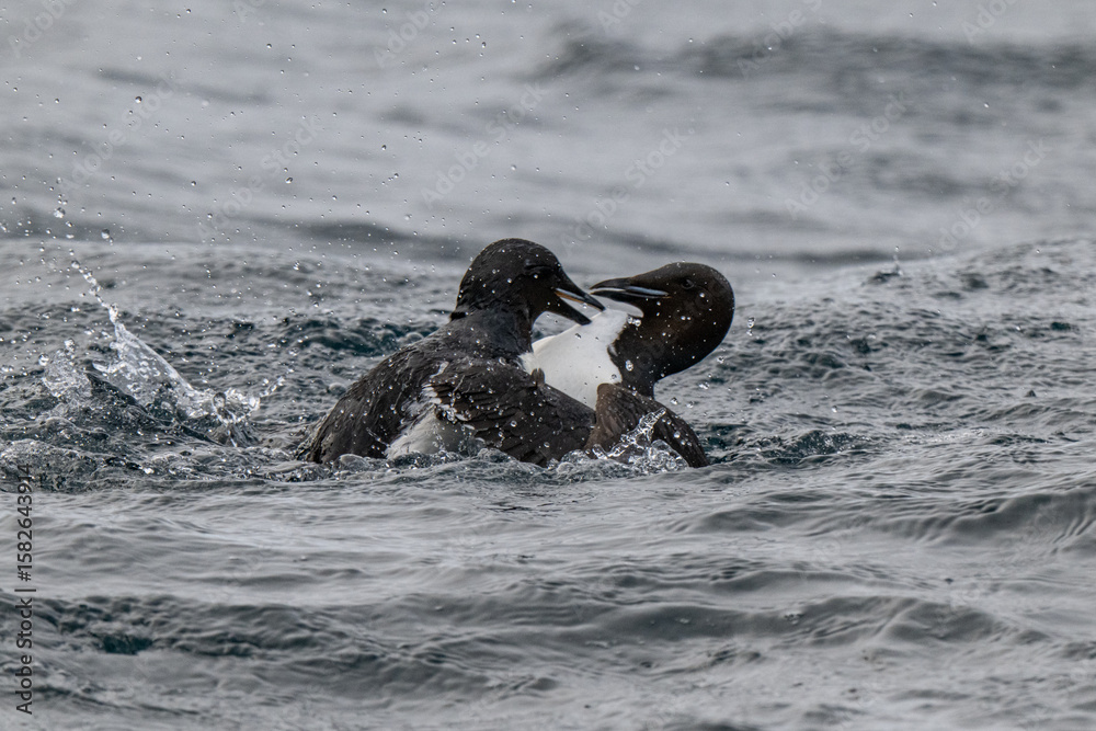 Fototapeta premium Birds and bird cliffs in the Arctic