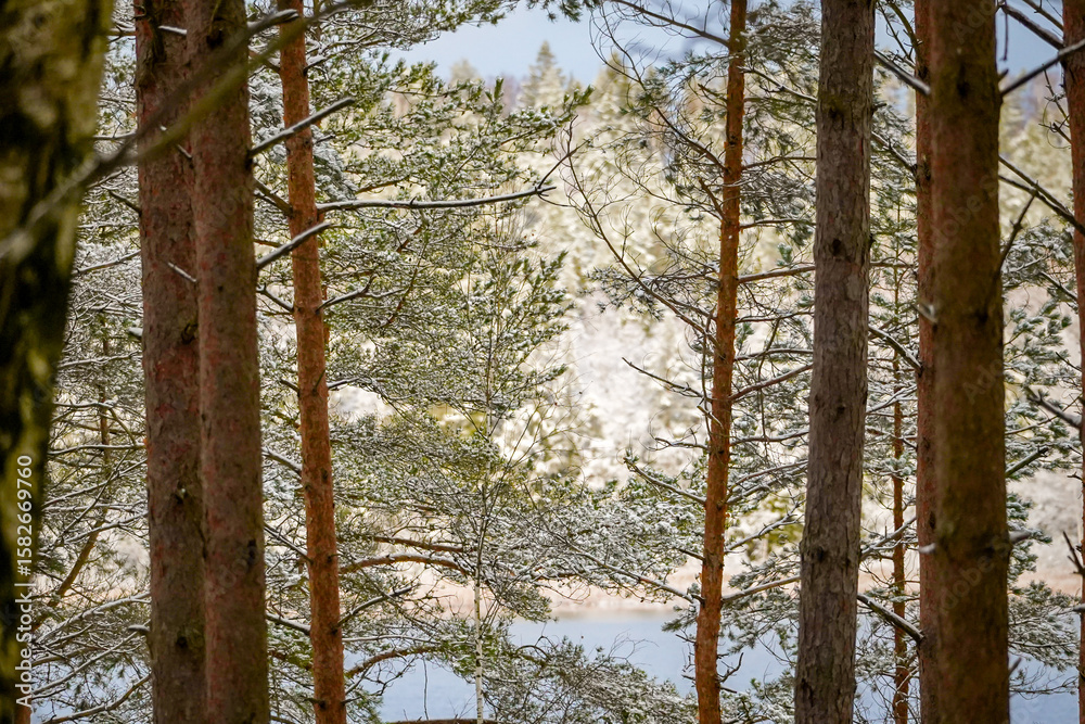 Fototapeta premium Pine tree trunks and branches with light snow layer and lake with white forest in the background