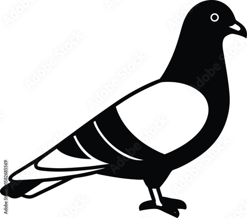 vector illustration of a pigeon