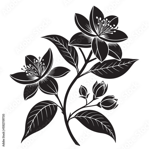 Black blooming jasmine branch with buds and leaves white flower