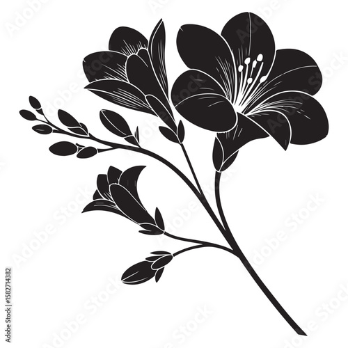 Black freesia flower silhouette with buds white