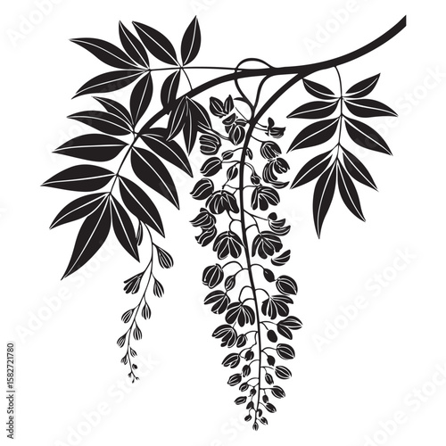 Wisteria branch cascading flowers and leaves botanical illustration vector