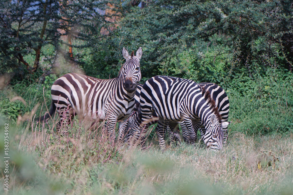 Fototapeta premium Zebras grazing in the Masai Mara