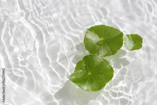 Canvas Print Green centella leaves floating gently in clear rippling water.