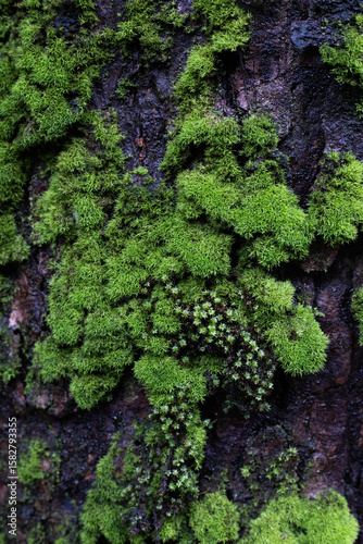 Vibrant Green Moss on Tree Bark Texture