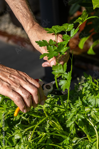 A close up of a gardener picking parsley, on a sunny summer's day