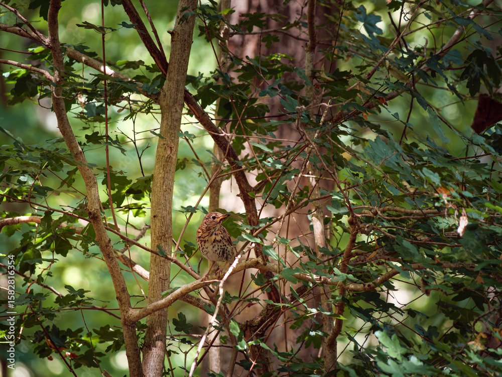 Fototapeta premium bird on tree