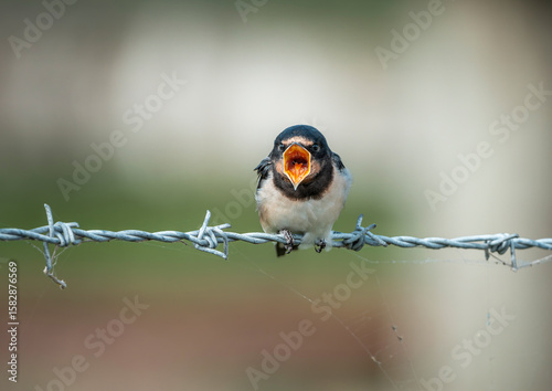 Young Swallow calling for food