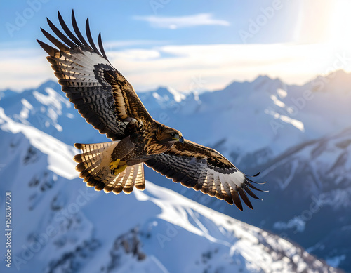 eagle in flight