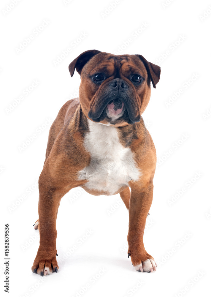 Obraz premium continental bulldog in studio