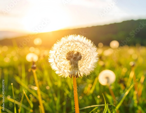 dandelion on the meadow