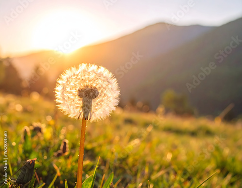 dandelions in the meadow