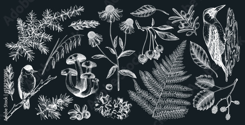 Autumn forest design elements in color. Hand drawn botanical illustrations of fall leaves, ferns, berries, and birds. Vintage fall plants sketches. NOT AI generated