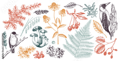 Autumn forest design elements in color. Hand drawn botanical illustrations of fall leaves, ferns, berries, and birds. Vintage fall plants sketches. NOT AI generated