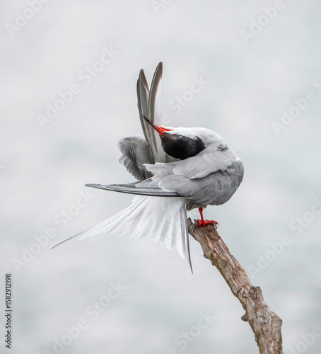 Common tern preening